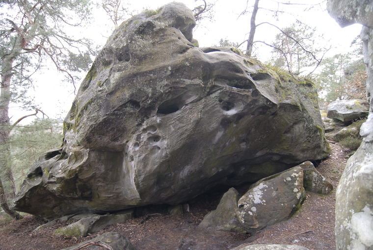 Hibernatus