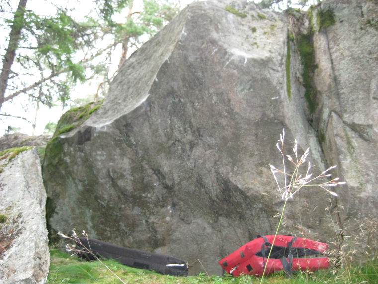 Zen kivi