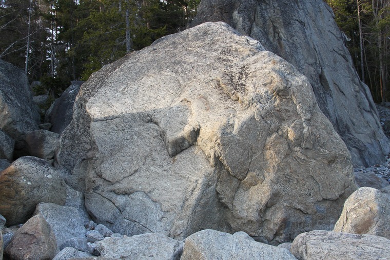 Bollsinne