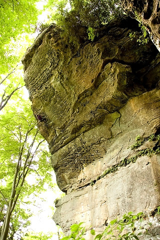 Phantasia Wall