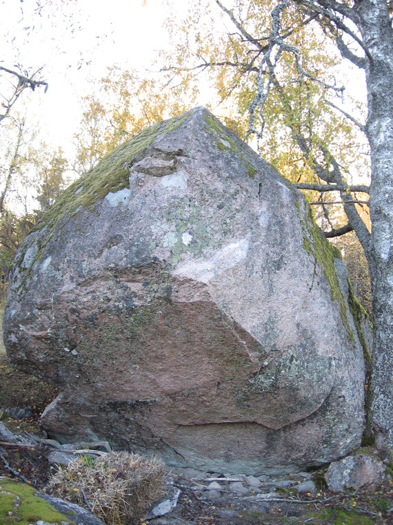 Noshörningen