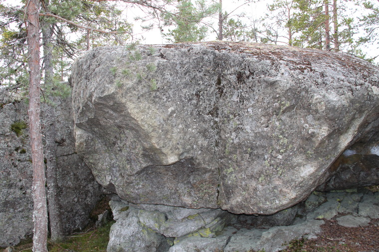 Dwarf