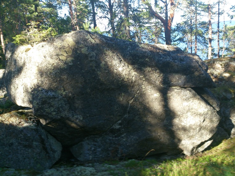 Skogen