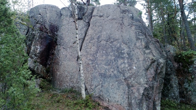 13. Katajapiha