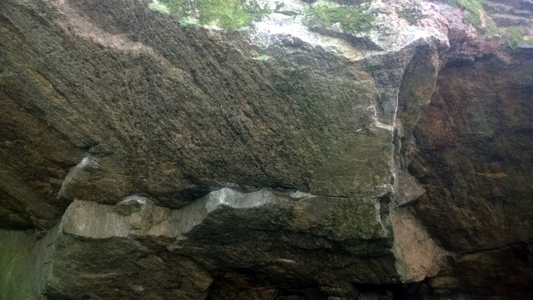 Kaktus