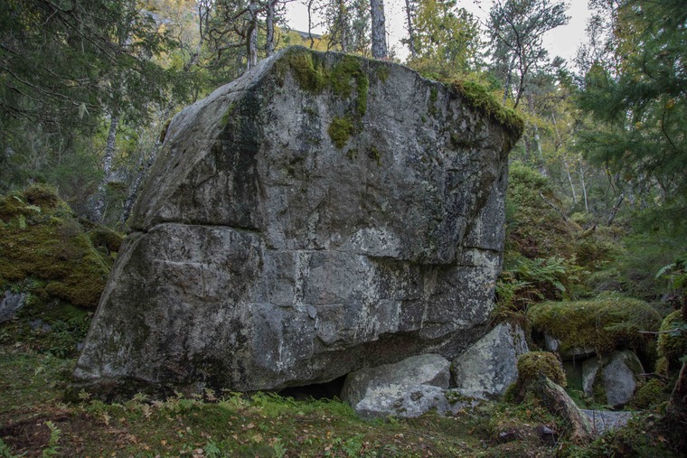 Svinsvaet og hornsvaet