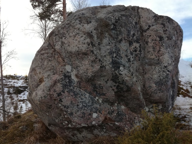 Kivi