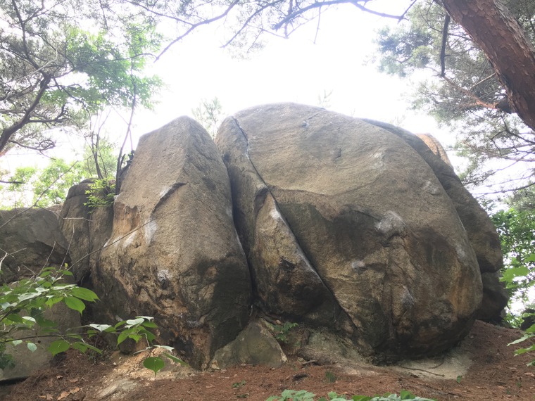 병아리 섹터