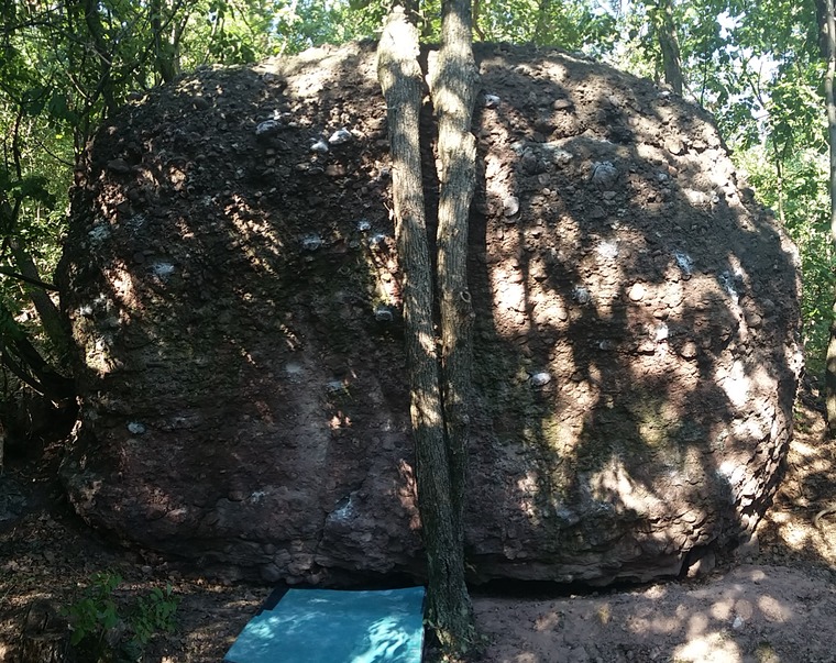 Szarvasbogár